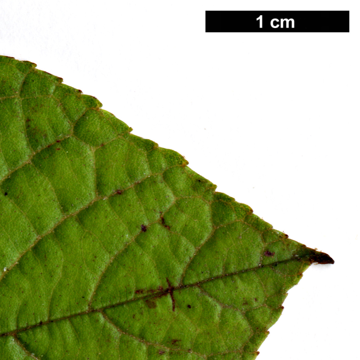 High resolution image: Family: Betulaceae - Genus: Alnus - Taxon: ferdinandi-coburgii 